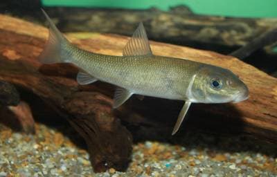 White Sucker