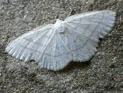 Common White Wave