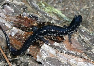 White-spotted Slimy Salamander