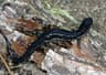 White-spotted Slimy Salamander
