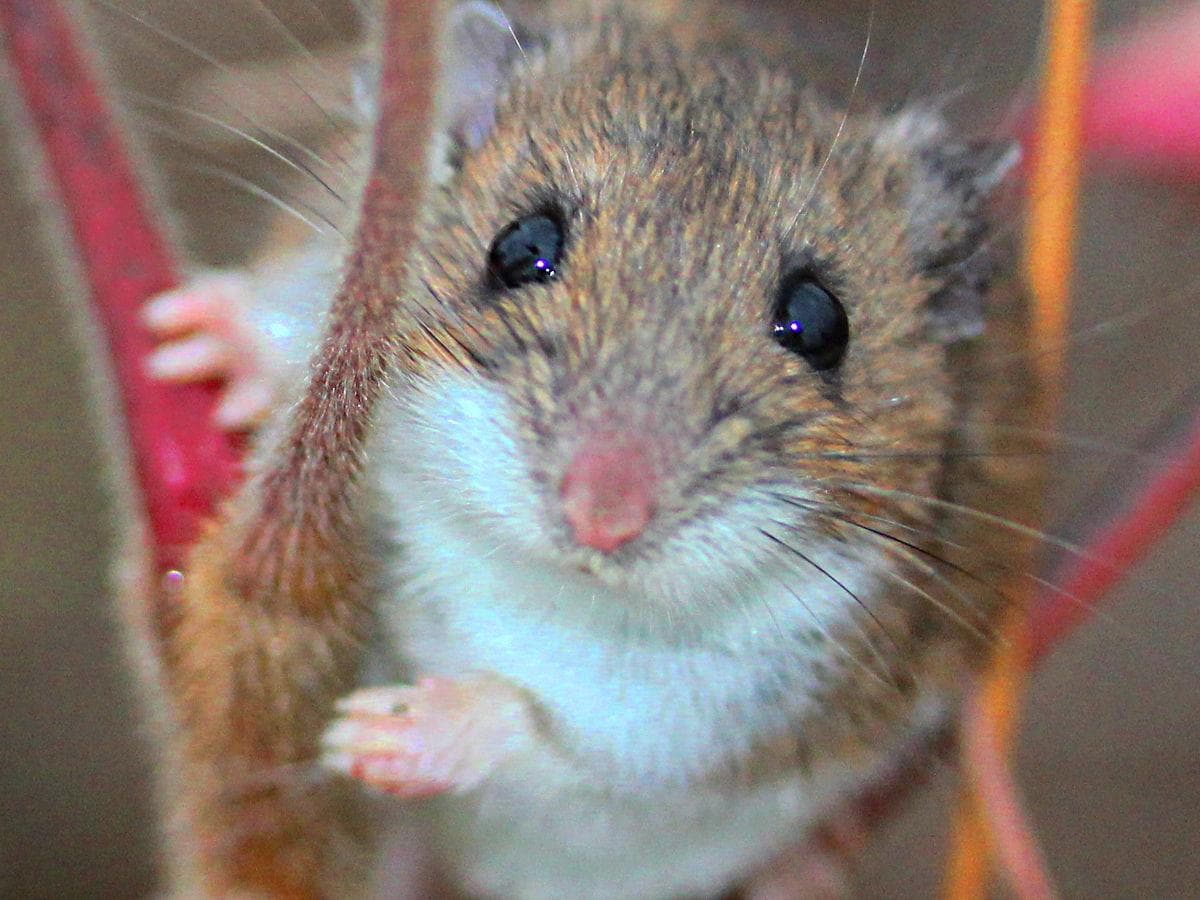 White-footed Mouse — 3/3