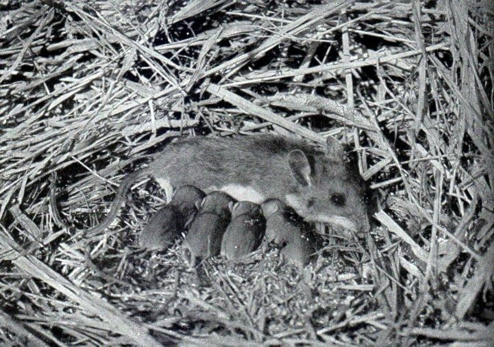 White-footed Mouse — 1/3