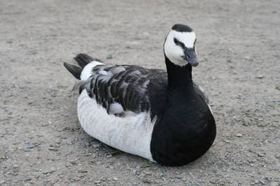Barnacle Goose