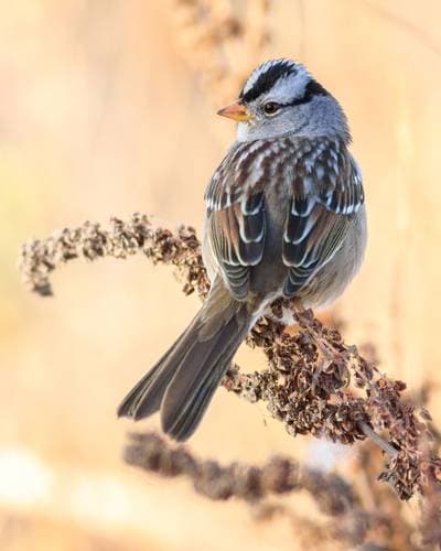 White-crowned Sparrow