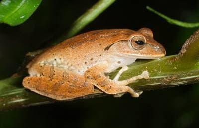 White-lipped Treefrog