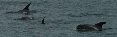 White-beaked Dolphin