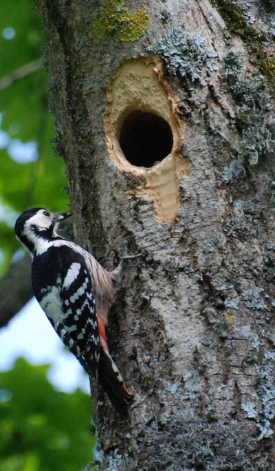 White-backed Woodpecker