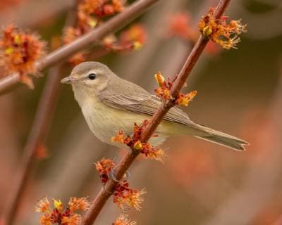 Warbling Vireo