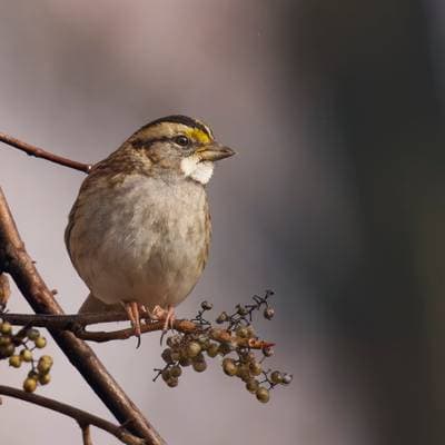 White-throated Sparrow