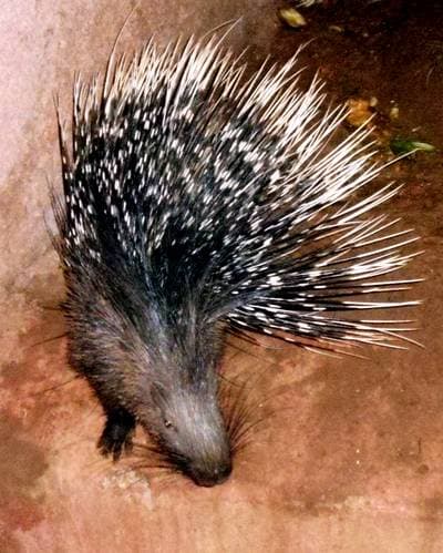 White-tailed Porcupine