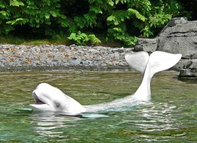 Beluga Whale
