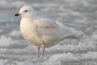 Iceland Gull
