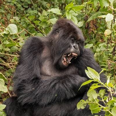 Western Gorilla