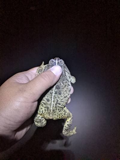 Woodhouse's Toad