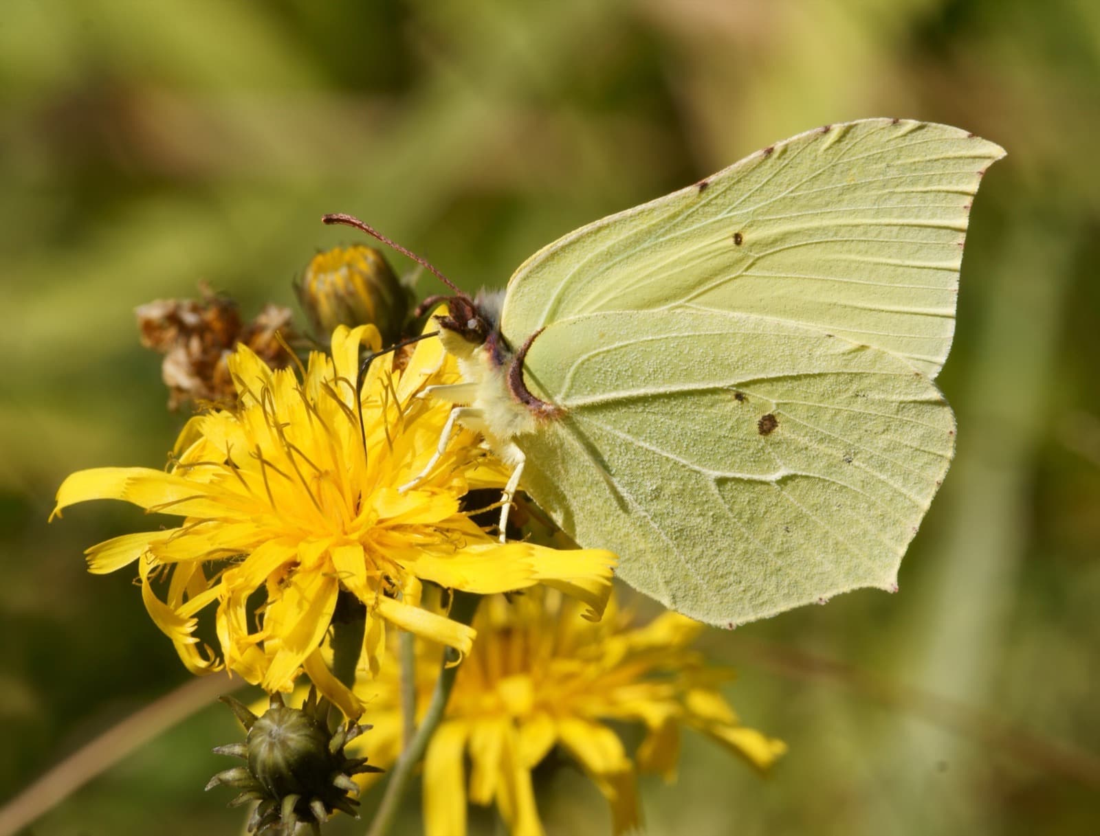 Brimstone Butterfly