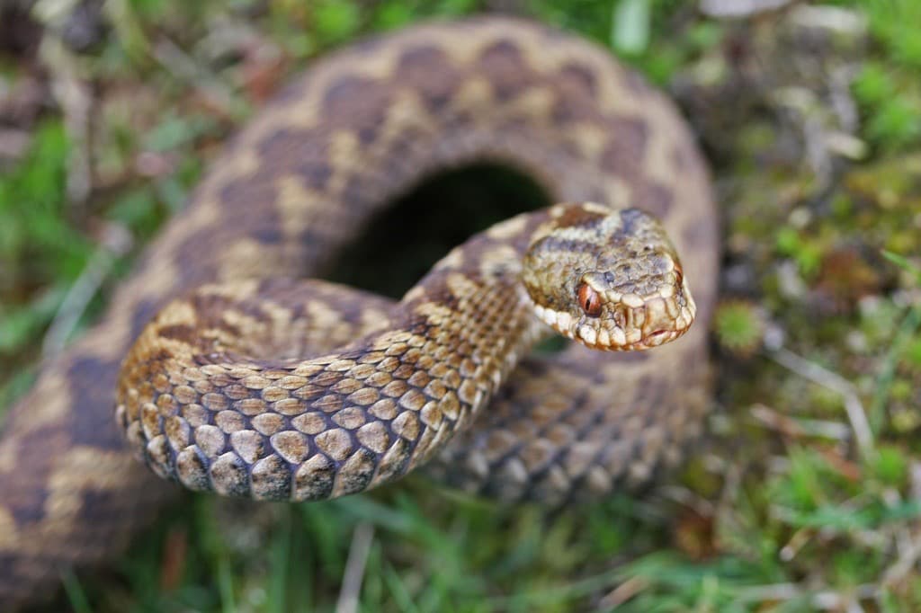 Common European Adder