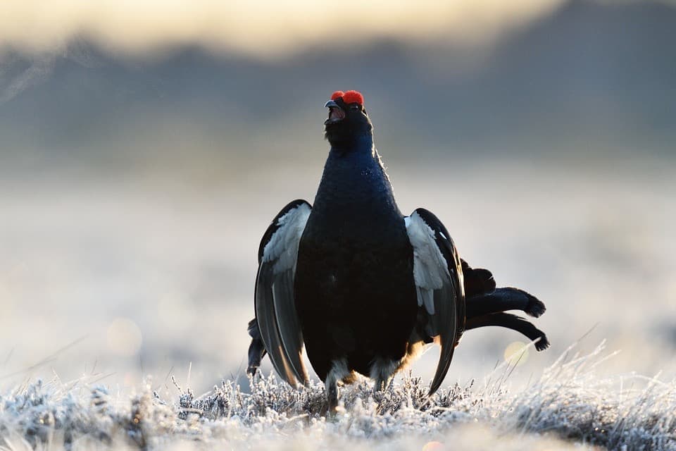Black Grouse