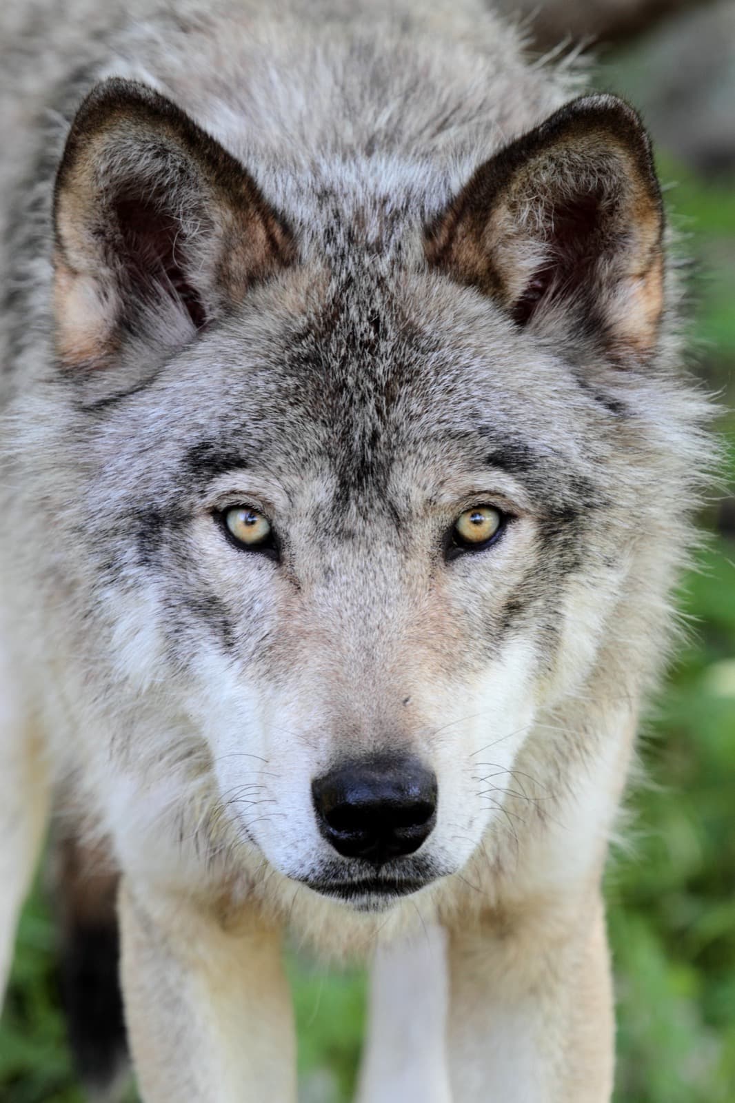 Gray Wolf
