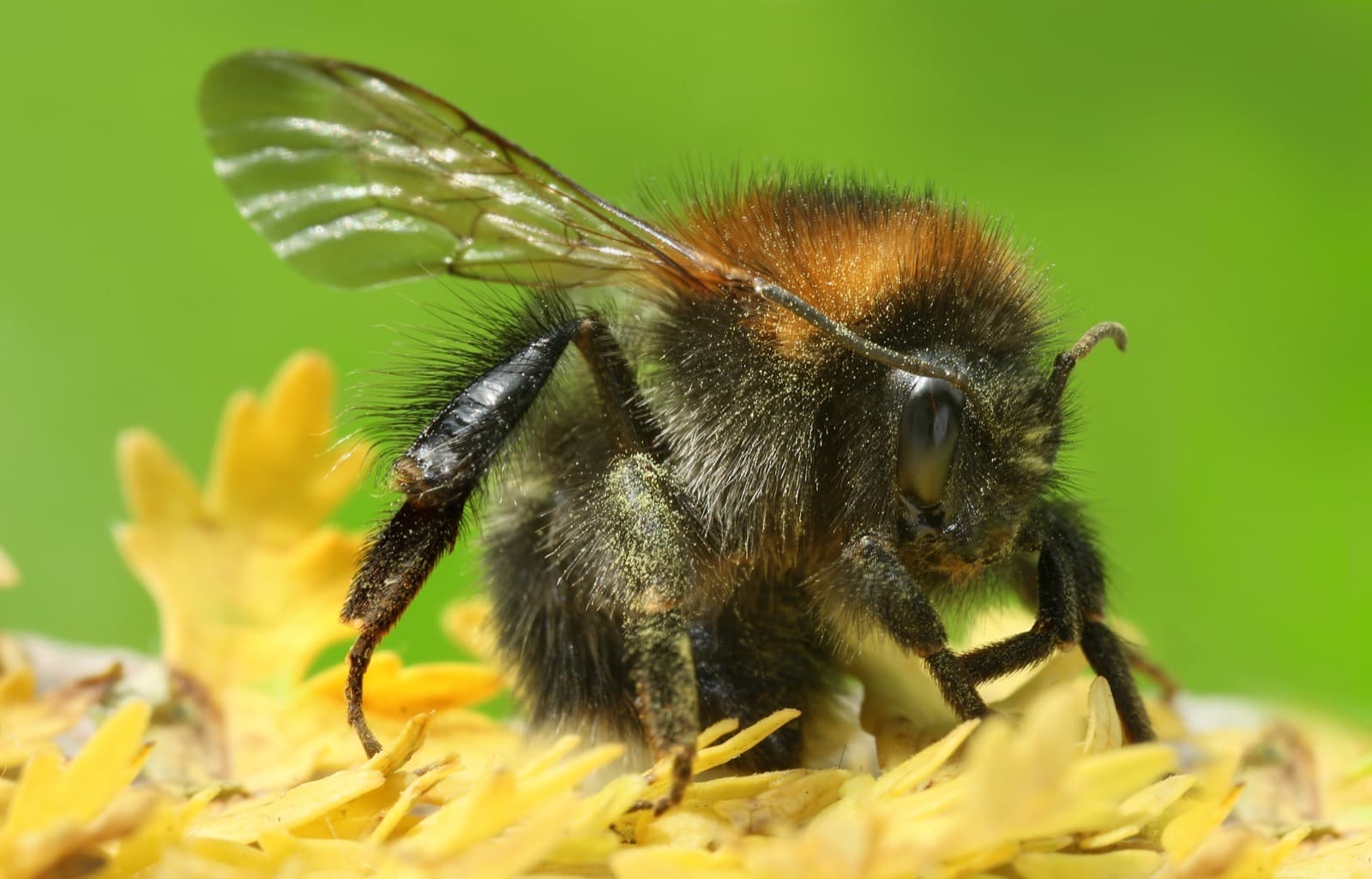 Common Carder Bee
