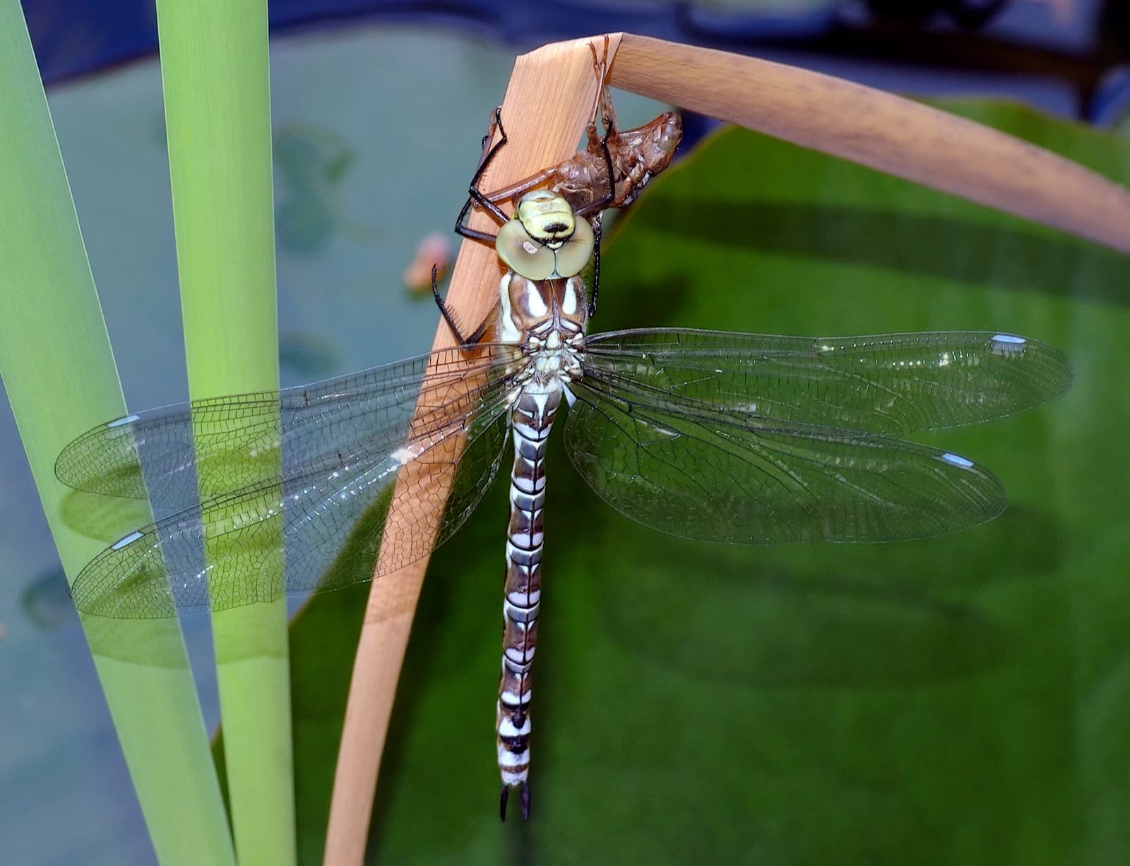 Southern Hawker