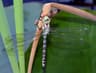 Southern Hawker