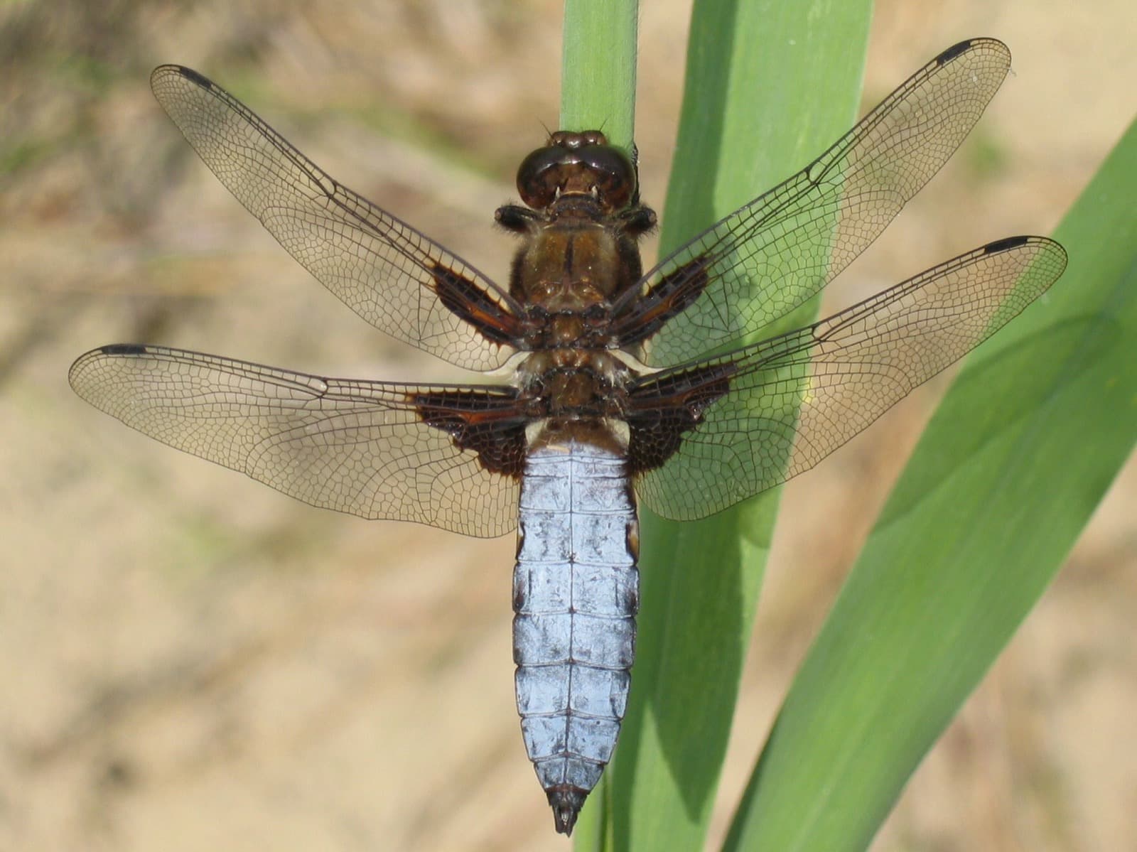 Broad-bodied Chaser