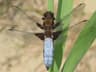 Broad-bodied Chaser
