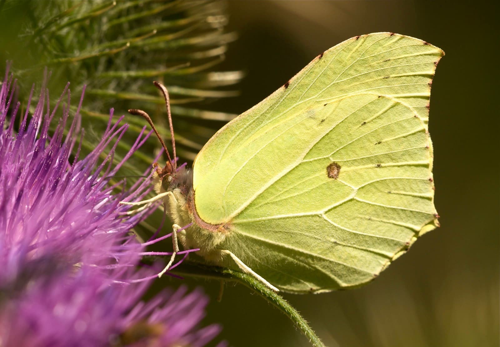 Common Brimstone