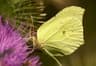 Common Brimstone