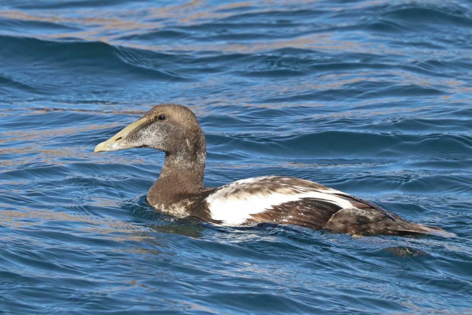 Common Eider