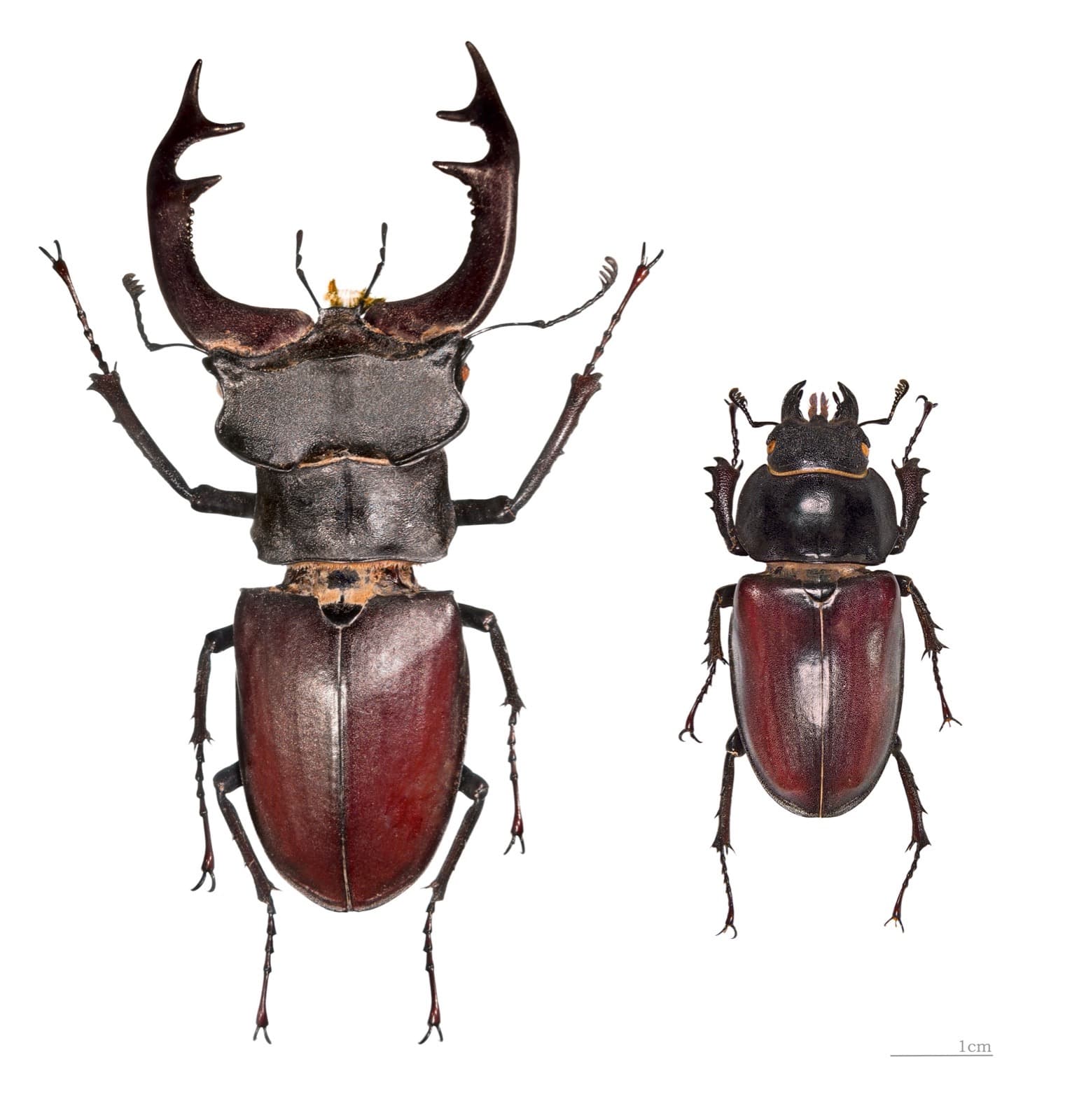 Stag Beetle