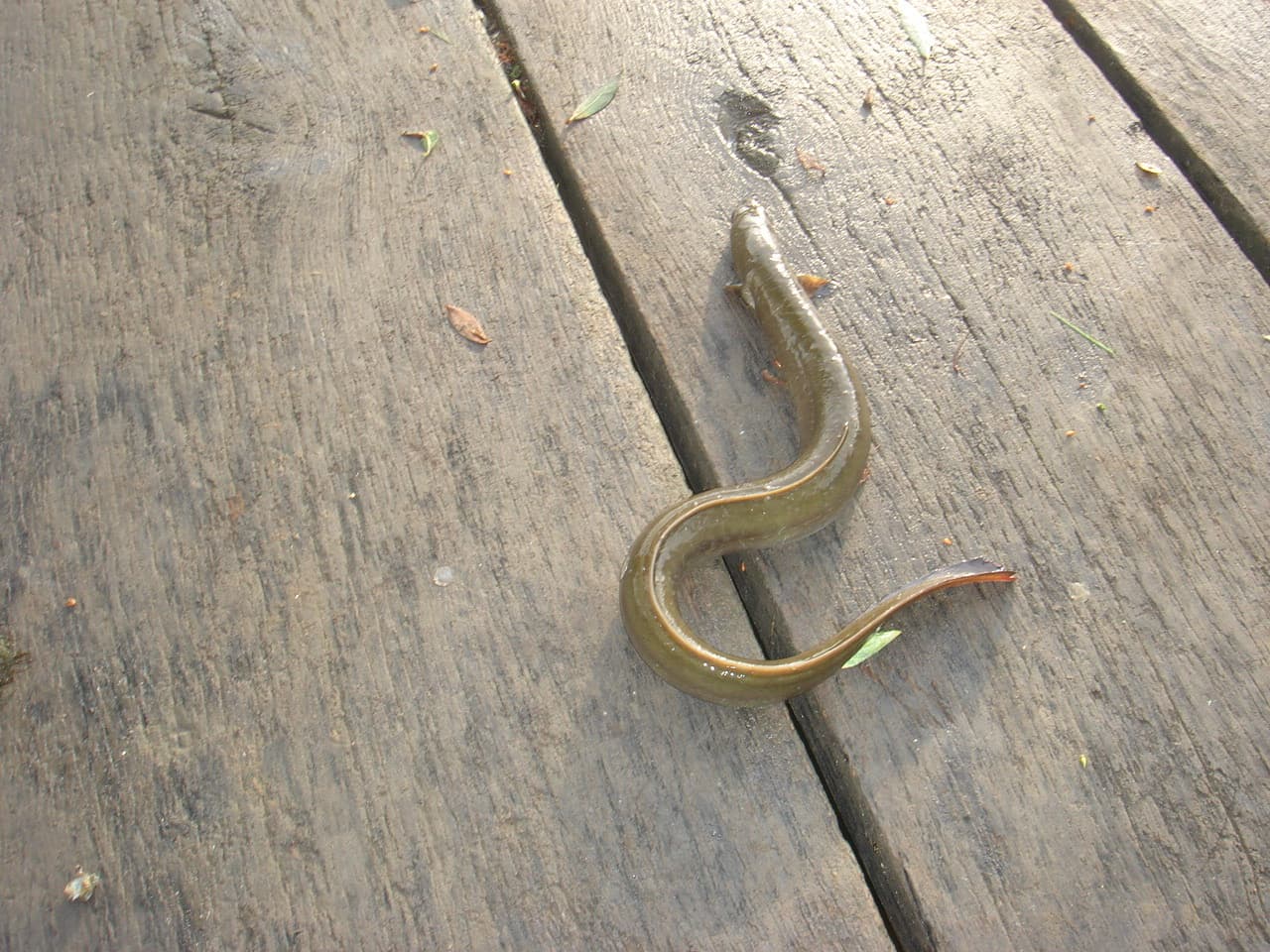 European Eel