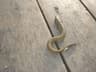 European Eel