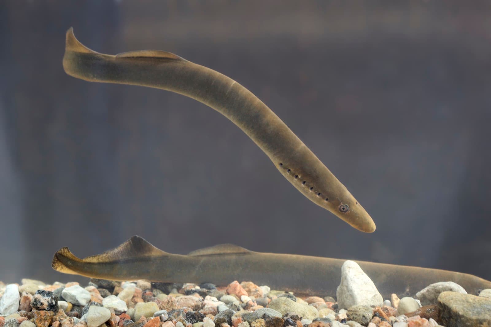 River Lamprey