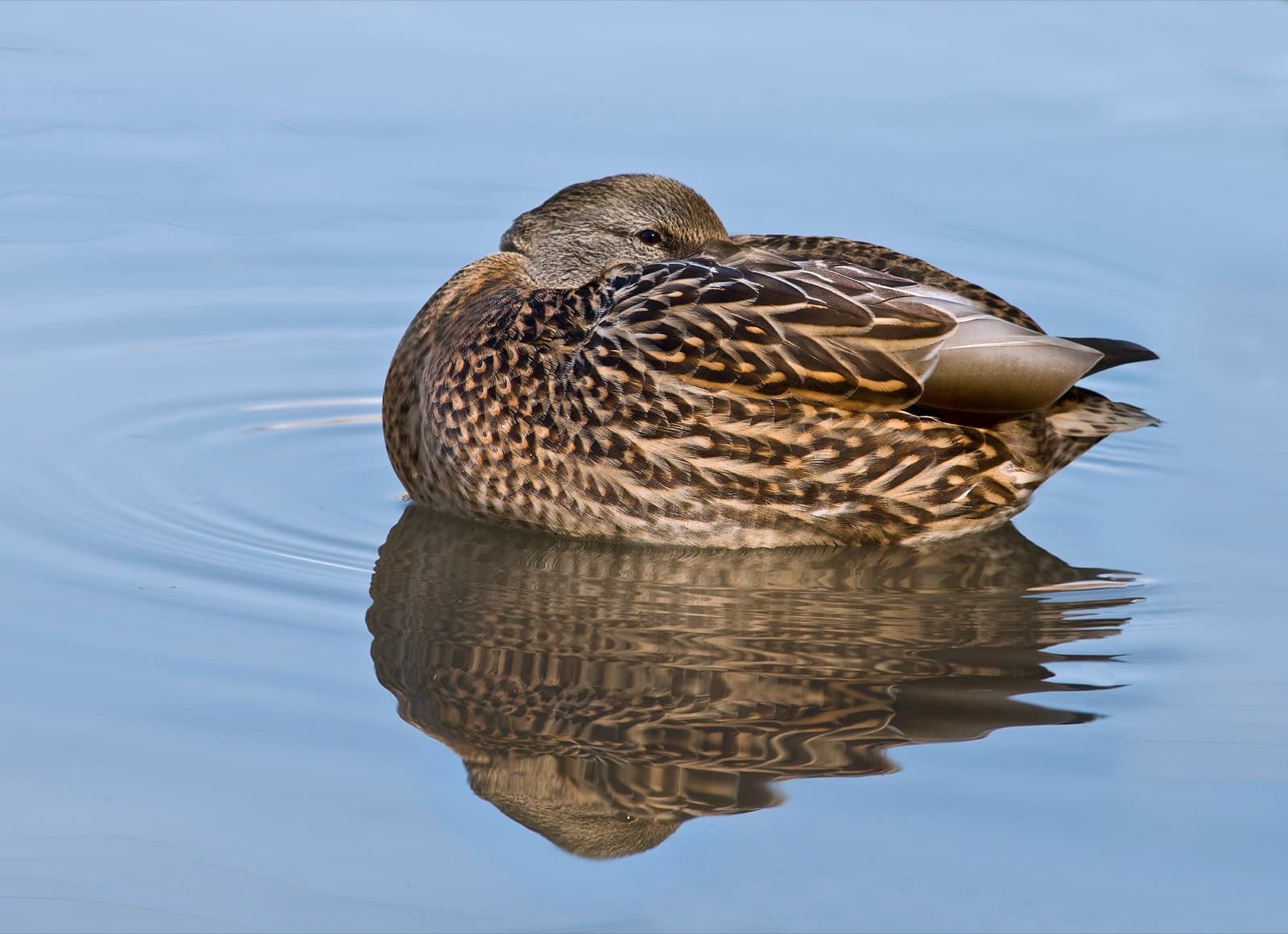 Mallard