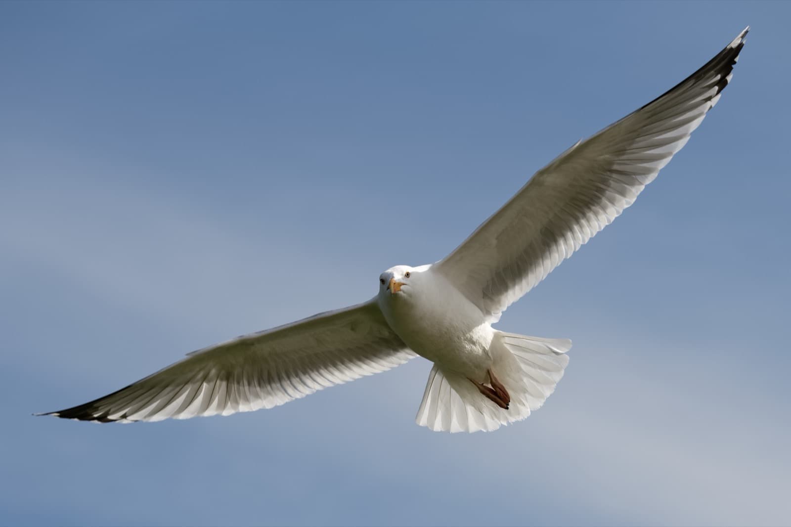 European Herring Gull