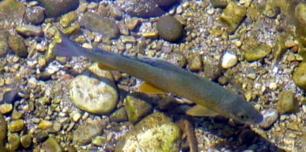Grayling