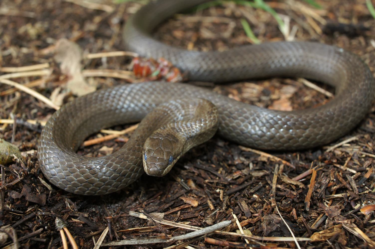 Smooth Snake