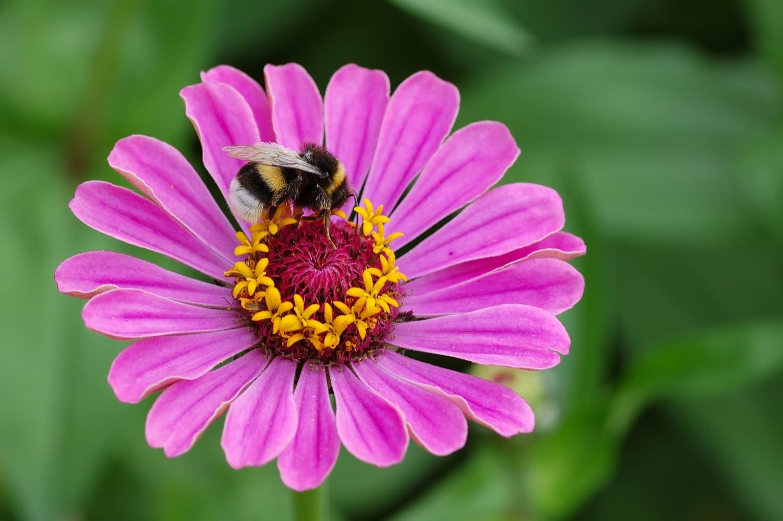 Buff-tailed Bumblebee