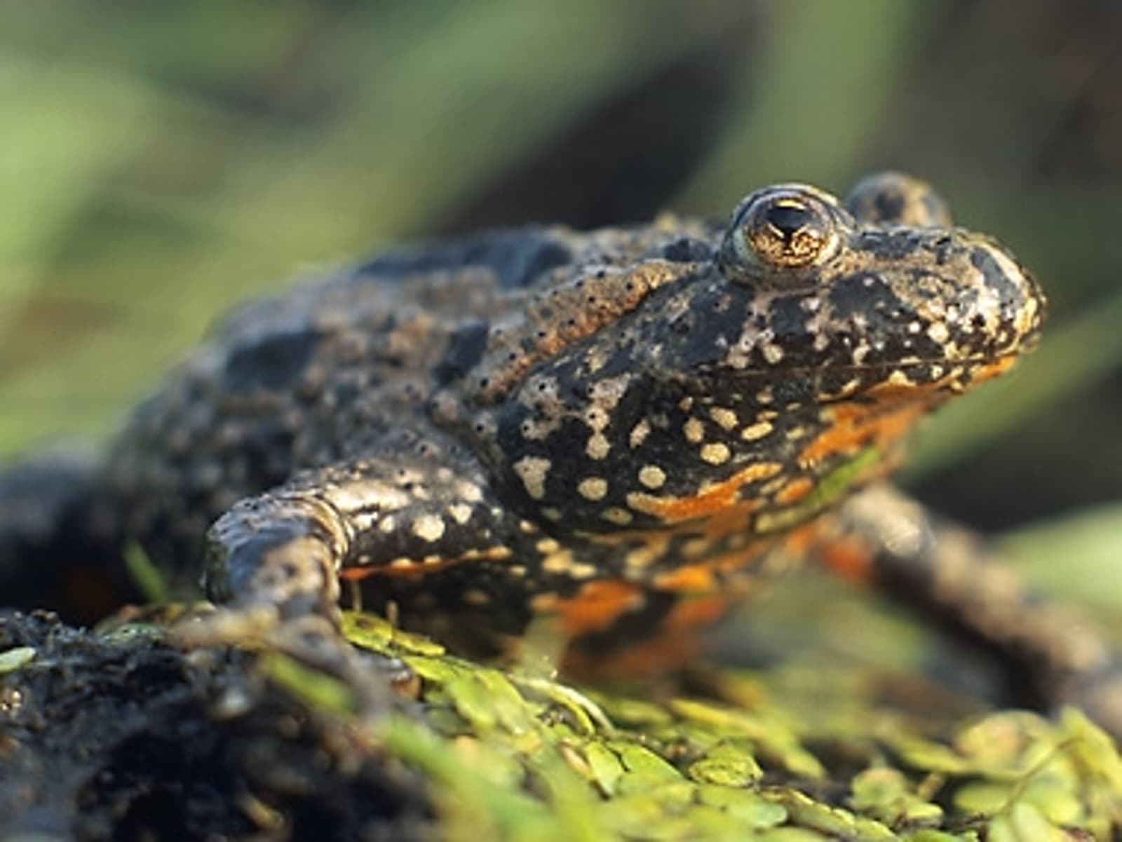 Fire-bellied Toad