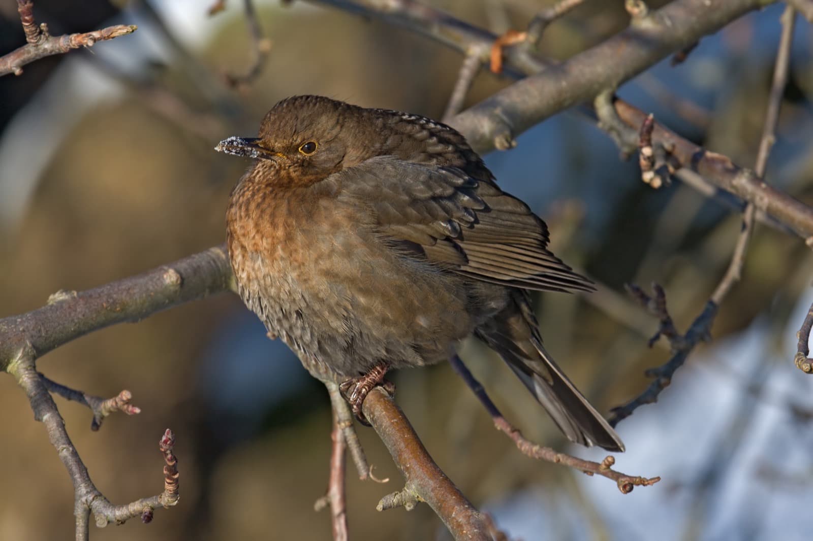Common Blackbird