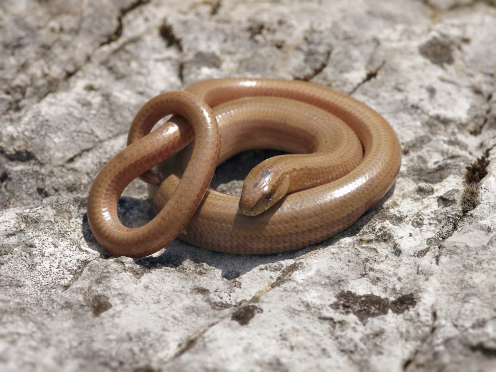 Slow Worm