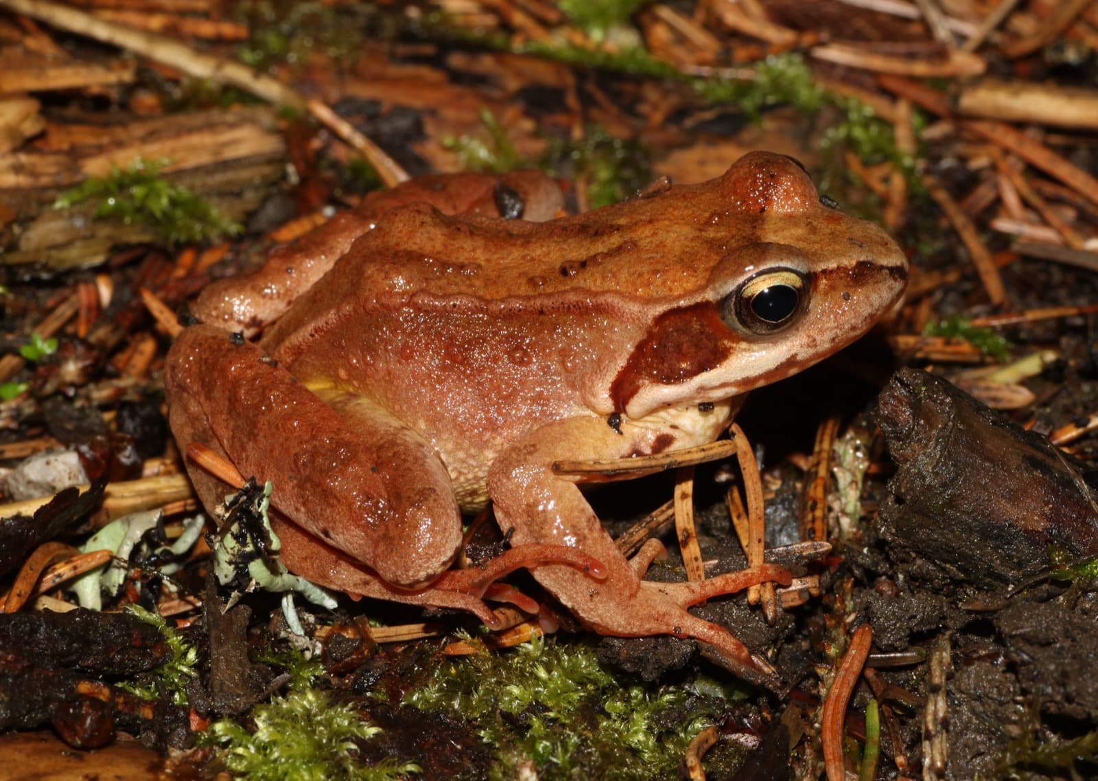 Agile Frog