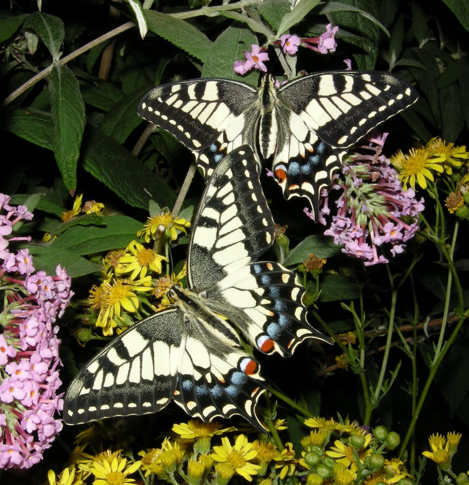 Old World Swallowtail