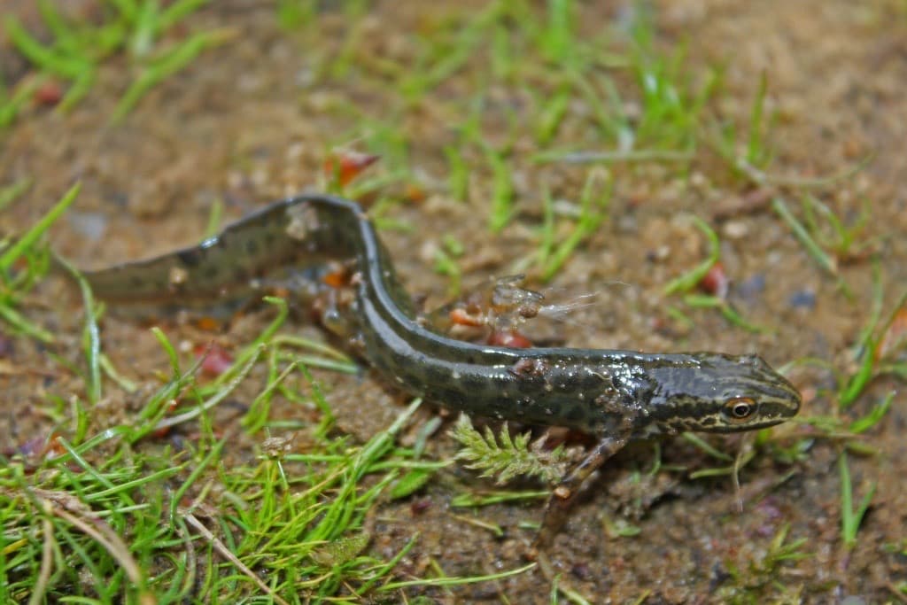 Smooth Newt