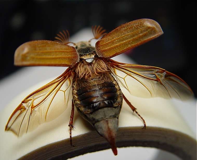 Common Cockchafer