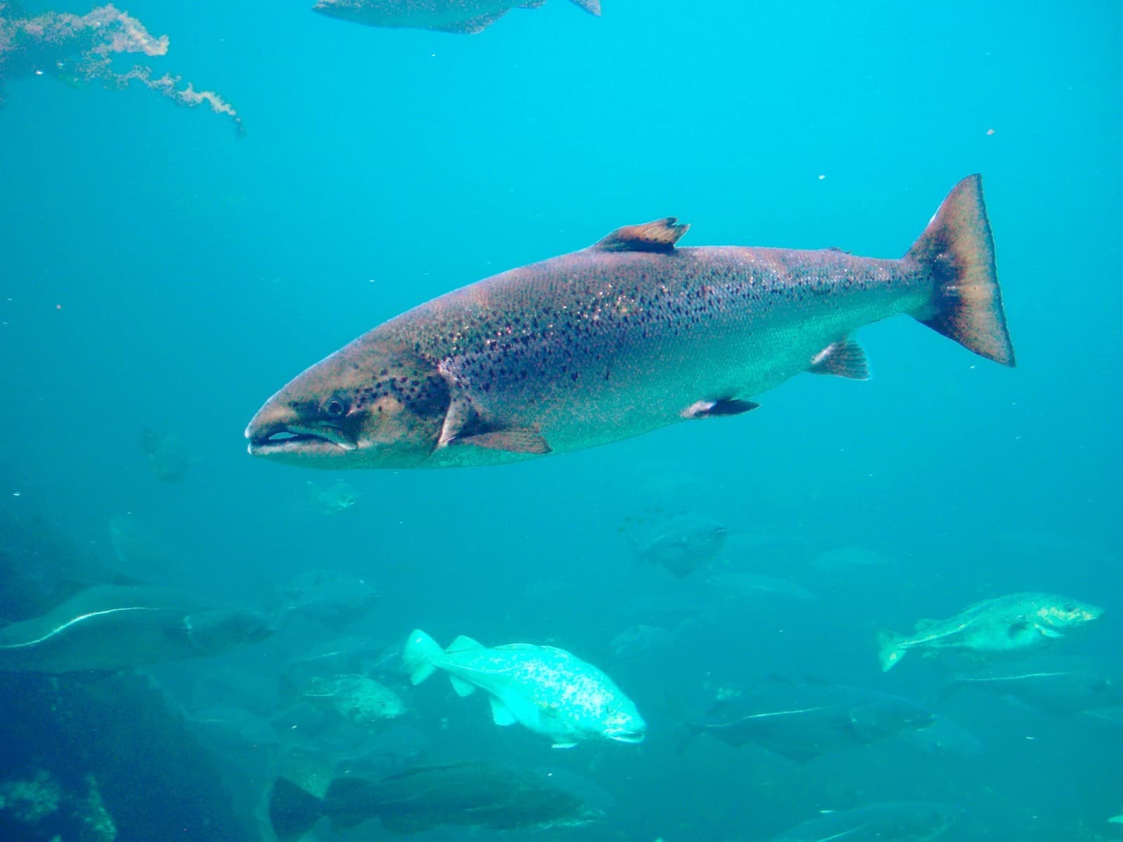 Brown Trout