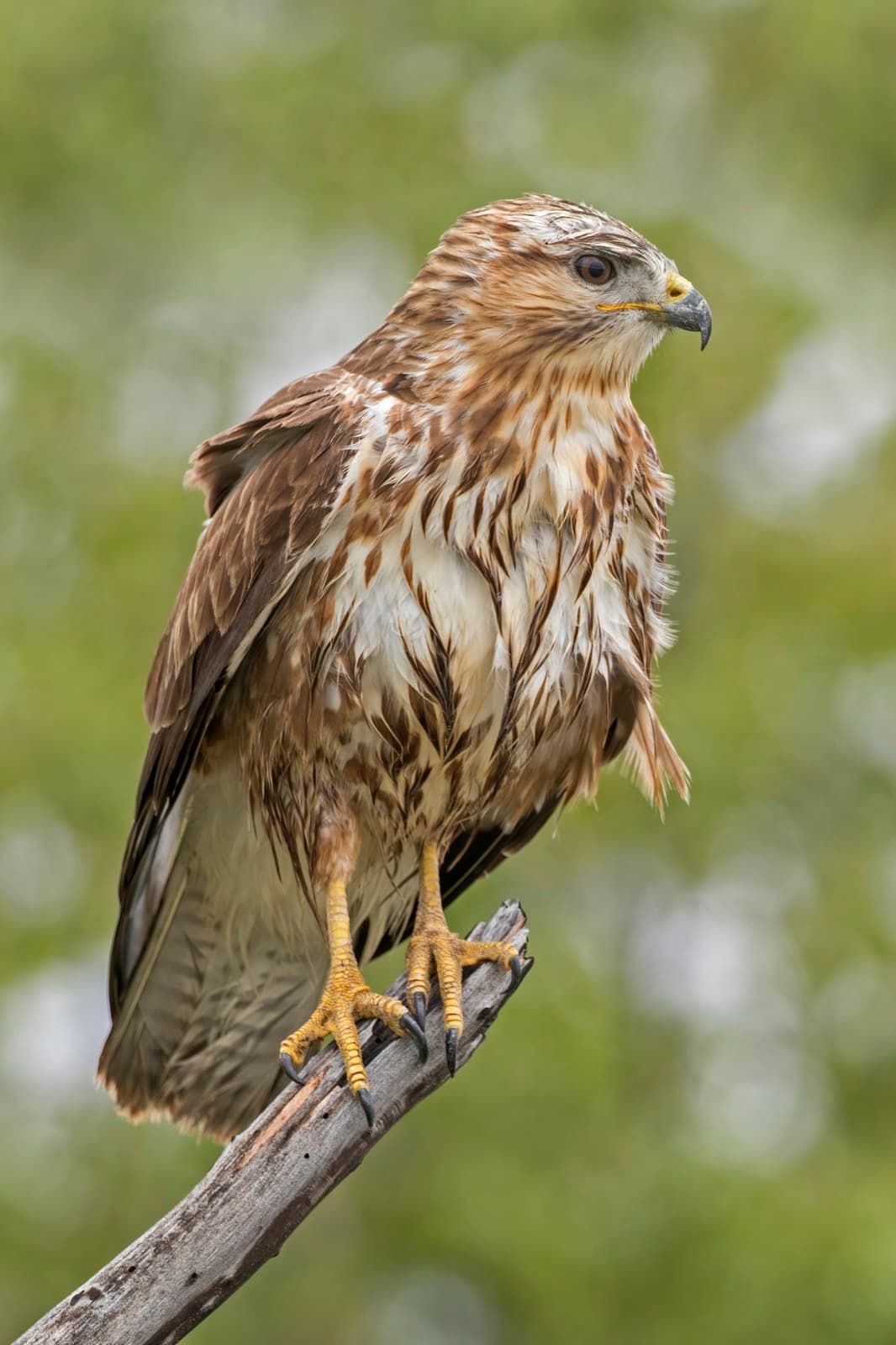 Common Buzzard
