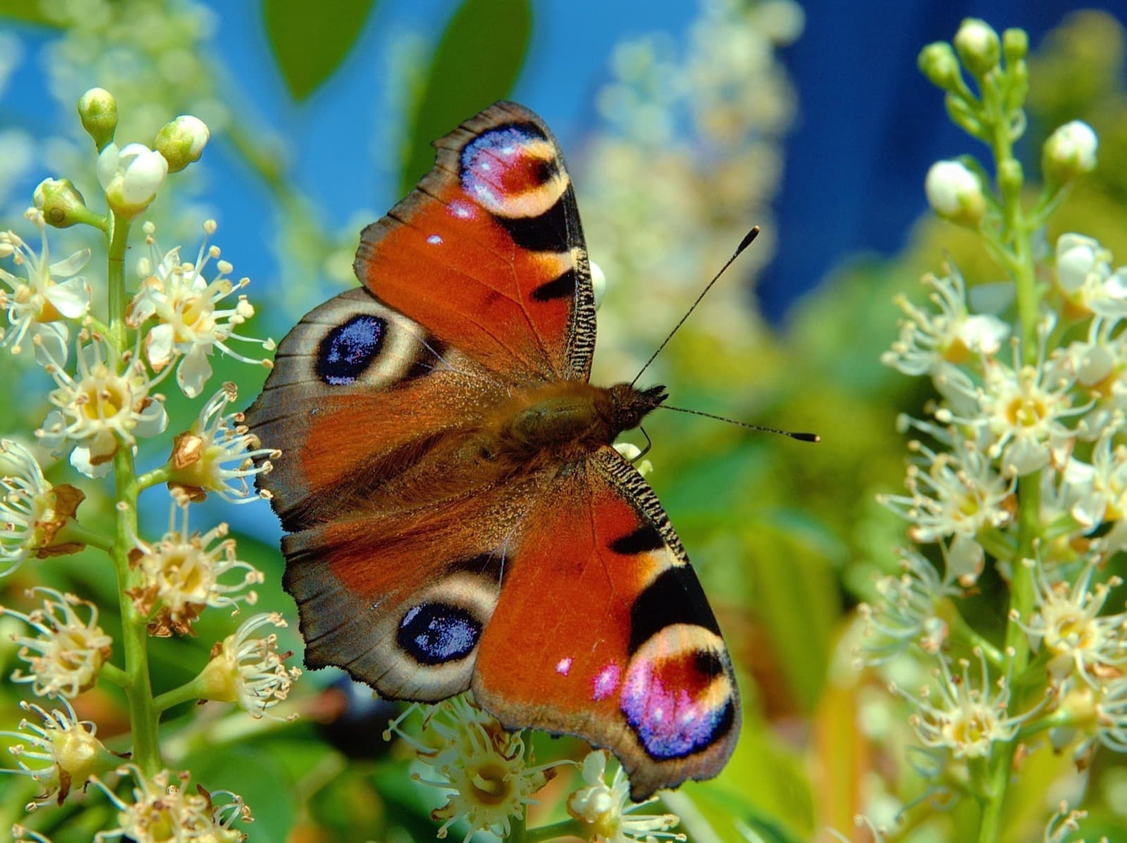 European Peacock