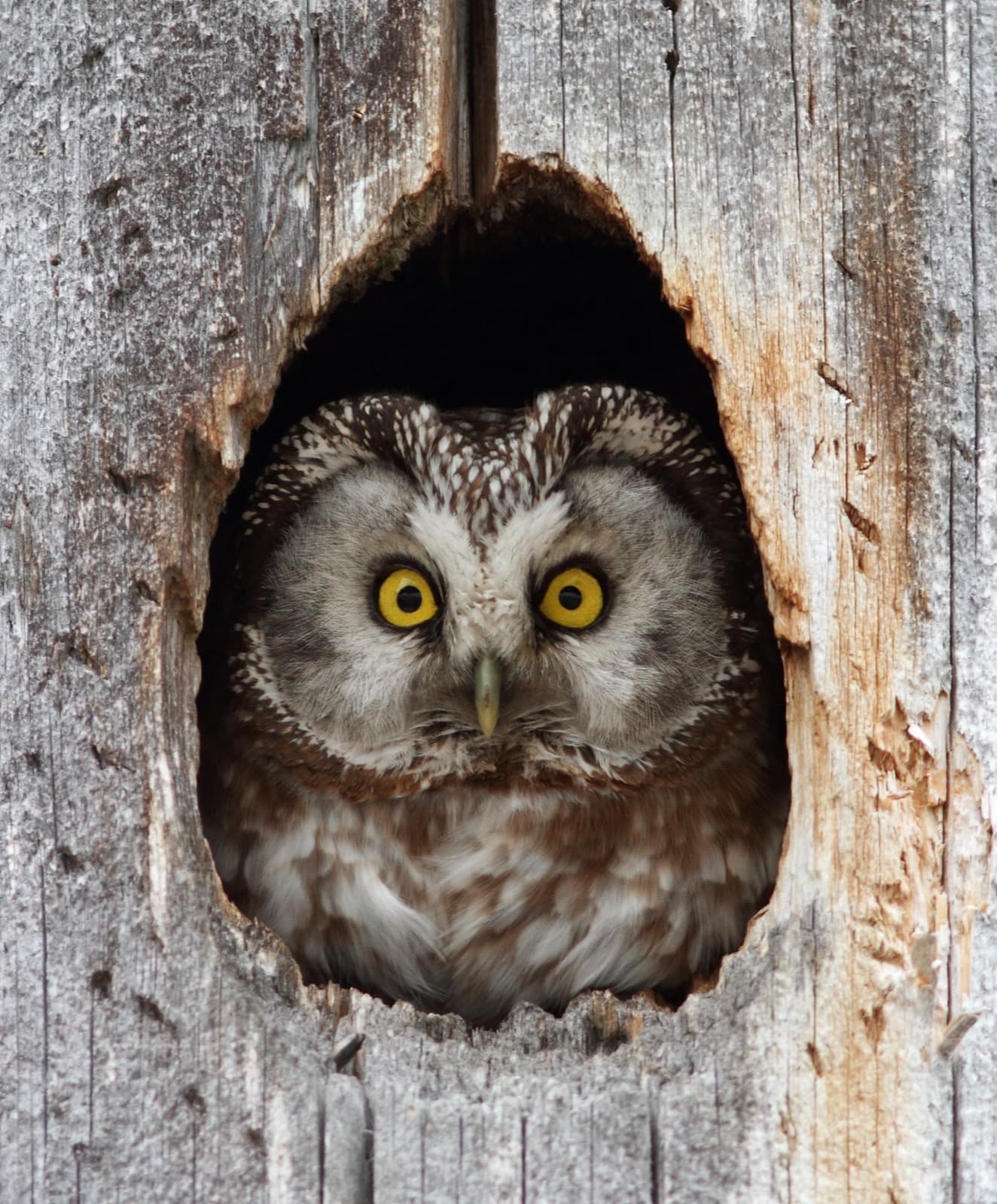 Boreal Owl